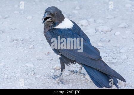 Pied Crow, Corvus Albus, auf dem Boden lookinf für Lebensmittel, Etosha National Park, Namibia Stockfoto