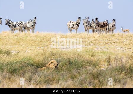 Löwe Panthera leo, liegen auf dem Boden und eine Gruppe von gemeinsamen Zebras, Equus quagga, Essen und beeing vorsichtig Stockfoto