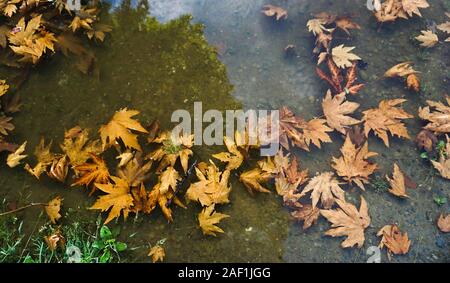 Gefallenen Blätter im Herbst über den Teich im botanischen Garten in sonniger Tag. Stockfoto