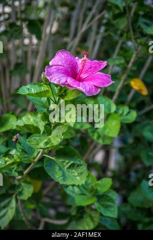 Ein rosa Hawaiian Hibiscus in Maui, Hawaii Stockfoto