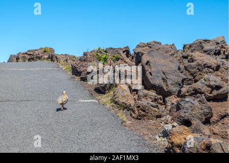 Ein Chukar Partridge Vogel in Maui, Hawaii Stockfoto