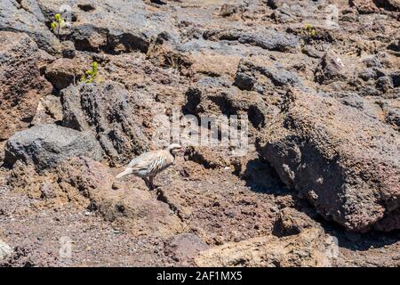 Ein Chukar Partridge Vogel in Maui, Hawaii Stockfoto