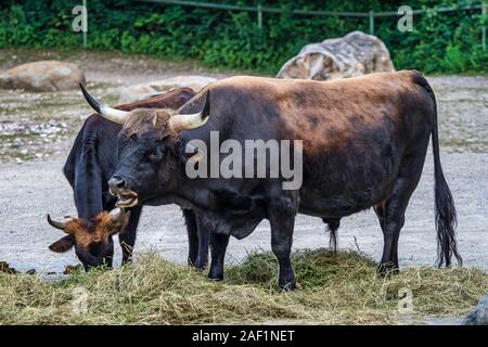 Heckrinder, Bos primigenius Taurus oder auerochsen im Zoo Stockfoto