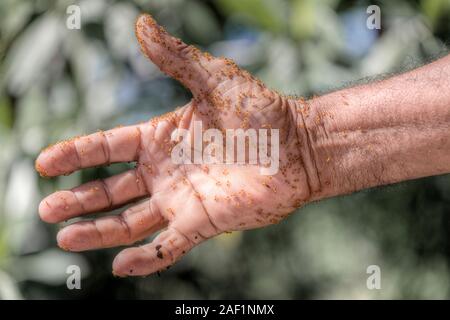 Termiten auf die Hand eines Mannes an der Laguna La Redonda, Moron, Ciego de Avila, Kuba, Nordamerika Stockfoto