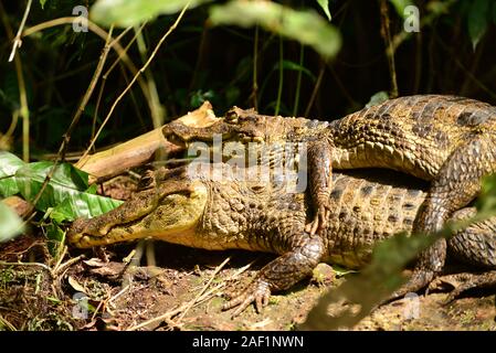 Weibliche Spitzkrokodil (crocodylus acutus) die Jungen auf dem Rücken. Nationalpark Tortuguero in Costa Rica. Stockfoto