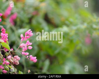 Rosa Blume kleine ivy Wissenschaftlicher Name Antigonon leptopus Haken, in schönen Blumensträußen auf unscharfen der Natur Hintergrund angeordnet Stockfoto