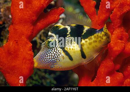 Schwarz - gesattelt Lederjacke, Blacksaddle Filefish (canthigaster Amboinensis), Schlafen, halten auf einem Schwamm, Ari Atoll, Malediven