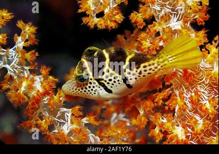 Schwarz - gesattelt Lederjacke, Blacksaddle Filefish, Schwarz - gesattelt Toby (canthigaster Amboinensis), Schlafen, Weichkorallen, Ari Atoll, Malediven