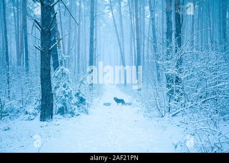 Mystische nebeliger Morgen im Winter Pinienwald. Coyote steht auf einem Track im Winter Forest Stockfoto