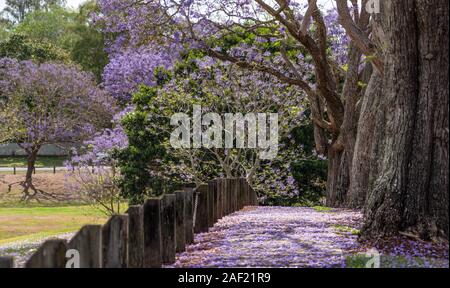 Ein Weg der jacaranda Bäumen und Blumen Stockfoto