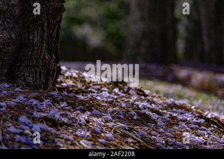 Ein Weg der jacaranda Bäumen und Blumen Stockfoto
