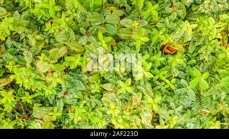 Grüne Blätter im Garten mit Tau. Stockfoto