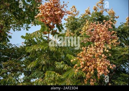 Samenkapseln und Blätter von Golden Rain Tree (Koelreuteria paniculata) Stockfoto