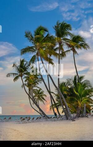 Palmen in Punta Cana Stockfoto