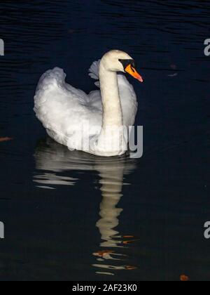 Northampton, UK, Wetter, 12. Dezember 2019, einen HÖCKERSCHWAN. Cygnus olor (Anatidae) auf Abington Park See auf einem verregneten Wahltag morgen ohne Sorgen der Wahl los heute im Land. Credit: Keith J Smith./Alamy leben Nachrichten Stockfoto