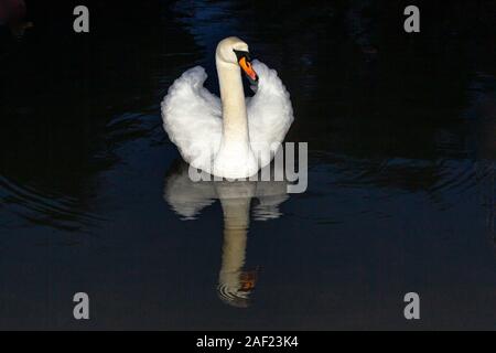 Northampton, UK, Wetter, 12. Dezember 2019, einen HÖCKERSCHWAN. Cygnus olor (Anatidae) auf Abington Park See auf einem verregneten Wahltag morgen ohne Sorgen der Wahl los heute im Land. Credit: Keith J Smith./Alamy leben Nachrichten Stockfoto