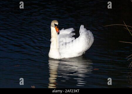 Northampton, UK, Wetter, 12. Dezember 2019, einen HÖCKERSCHWAN. Cygnus olor (Anatidae) auf Abington Park See auf einem verregneten Wahltag morgen ohne Sorgen der Wahl los heute im Land. Credit: Keith J Smith./Alamy leben Nachrichten Stockfoto