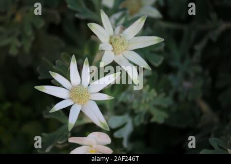 Weiße Blumen von Actinotus helianthi namens 'Flanell Blume' blühen im blumenbeet von winter Stockfoto