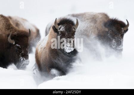 Amerikanische Bisona / Amerikanische Bisons (Bison Bison) im Winter, Stürmen, durchzogen von frischen Tiefschnee-frontalen erschossen, Yellowstone NP, Wyom Stockfoto