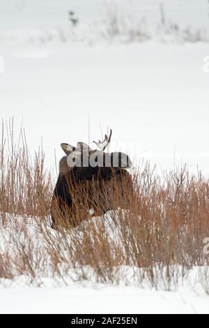 Elch / Elch (Alces Alces), junger Stier mit nur einem Geweih, Fütterung auf Büschen, im Schnee, Winter, Yellowstone NP, USA. Stockfoto