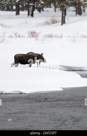 Elch/Elch (Alces alces) Stier im Winter, die einen Fluß überquert, gehen obwohl ein Bach, durch eine Menge Schnee umgeben, Yellowstone NP, Wyoming, USA. Stockfoto