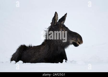 Elch / Elch (Alces Alces) seinen ersten Winter, junges Kalb, ruhen, liegen, im Schnee, Grübeln sieht nett und lustig, Yellowstone-Gebiet, Wyoming, USA Stockfoto