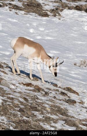 Pronghorn Antilope / Gabelbock / Gabelantilope (Antilocapra Americana) im Winter zu Fuß auf einem felsigen Hügel, Seaching für Lebensmittel, Yellowstone NP, Stockfoto