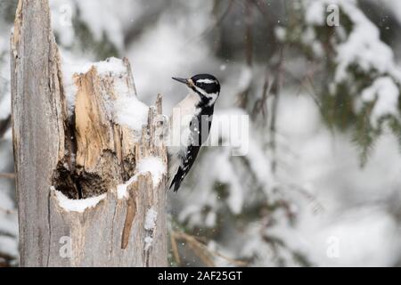 Haarige Specht / Haarspecht (Picoides Villosus), erwachsenes Weibchen im Winter, thront auf dem Schnee bedeckt toten Baum, Yellowstone NP, USA. Stockfoto