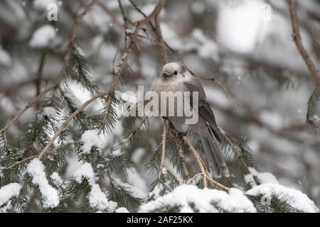 Graue Jay / Meisenhaeher (Perisoreus Canadensis), Erwachsene im Winter, thront auf einem Zweig des Schnees bedeckt Nadelbaum, Montana, USA. Stockfoto