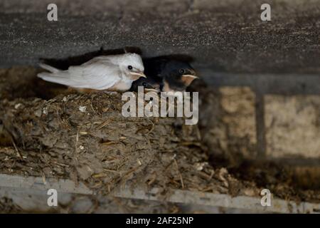 Rauchschwalbe/Rauchschwalbe (Hirundo rustica), Küken in Nest, fast Flügge, einer mit weissem Gefieder, seltenen Genveränderung, leucistic, leucism, Euro Stockfoto