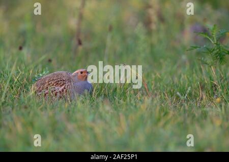 Rebhuhn Rebhuhn (Perdix perdix/), sitzend, versteckt in einer Wiese, seltene Vogelarten der offenen Felder und Ackerland, drohte durch intensive Landwirtschaft, wildli Stockfoto