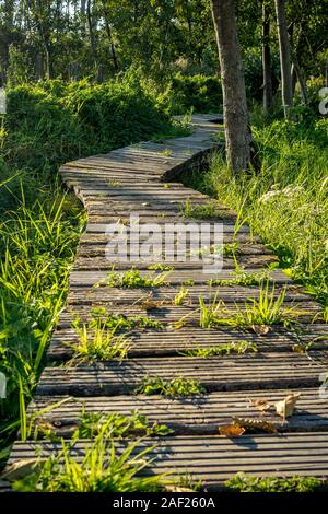 Selektiver Fokus auf schönen Geheimnis Wald Holzsteg Pfad im Zentrum von Belgien. Ruhigen, idyllischen und ruhigen Sommer Tag, am späten Nachmittag mit Sonnenlicht zu niedrig Stockfoto