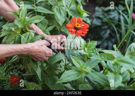 Alte Großmutter schneidet eine Blume mit Schere. Close-up Stockfoto