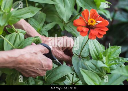 Alte Großmutter schneidet eine Blume mit Schere. Close-up Stockfoto