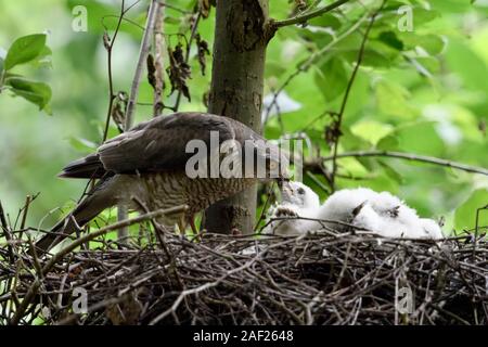 Sperber/Sperber (Accipiter nisus), Weibliche stehend auf einem Horst, Fütterung der Schlüpflinge, junge Küken, Wildlife, Europa. Stockfoto