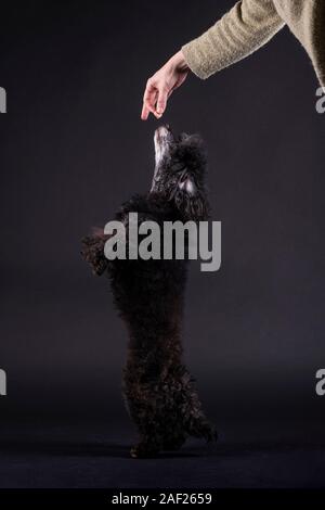 Schwarze Pudel Hund stehend fangen das Essen aus der Hand einer Person Stockfoto