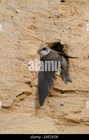 Sand Martin/Bank Schlucken/Uferschwalbe (Riparia riparia) an seinem Nest Loch gehockt, Stretching seinen Flügel, in Wildlife, Europa zu halten. Stockfoto