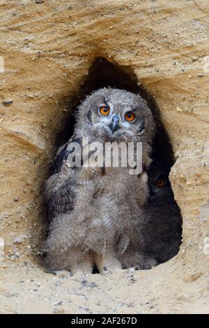 Uhu/Europäischer Uhu (Bubo bubo), Chick, stehend in der Eingang in sein Nest Burrow, sieht süß aus, Wildlife, Europa. Stockfoto