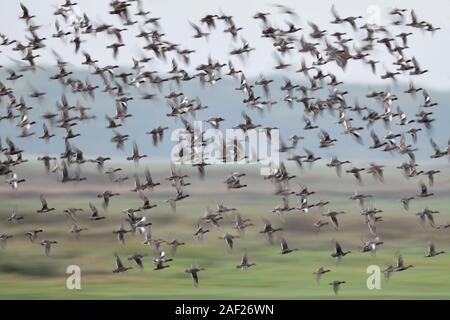 Wilde Enten, vor allem Wigeons (Mareca penelope) und Stockenten vermischt mit einigen Pintails, dichten Herde in schnellen Flug, dynamische schoß, verwischt, Tierwelt, Stockfoto