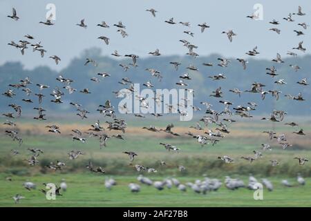 Wilde Enten, vor allem stockenten und Wigeons, vermischt mit einigen pintails, Herde von wilden Enten im Flug über Marschland mit Kränen, dynamische schoß, verwischt, Stockfoto