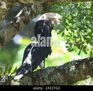 Ein männlicher silberwabiger Hornvogel (Bycanistes brevis) in einem hohen, mit Flechten bedeckten Baum. Kilimanjaro Nationalpark, Tansania. Stockfoto