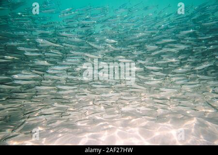 Viele kleine Fische im Meer unter Wasser Fische Kolonie, Angeln, Meer Tierwelt Szene. Großen Schwarm von kleinen grauen Fisch unter Wasser im Meer. Hintergrund Stockfoto