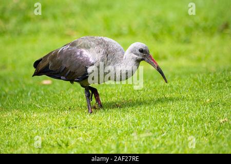 Nahaufnahme eines Hadeda Ibis (Bostrychia Hagedash) zu Fuß auf einer Wiese, Südafrika Stockfoto