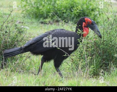 Männliche südliche Hornrabe (Bucorvus leadbeateri, Bucorvus cafer). Serengeti National Park, Tansania. Stockfoto