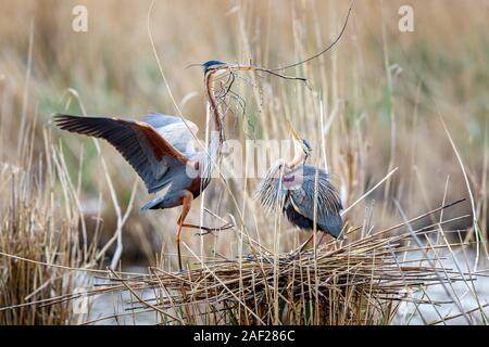 Purpurreiher (Ardea purpurea) auf einem Nest während der Brutzeit | Verwendung weltweit Stockfoto