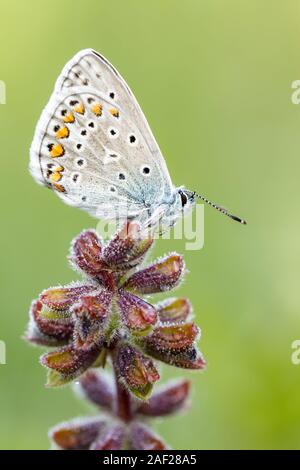 Eine gemeinsame Blau (Polyommatus icarus) in den frühen Morgenstunden im Frühjahr nach Sonnenaufgang | Verwendung weltweit Stockfoto