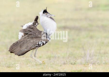 Kori bustard (Ardeotis kori struthiunculus), Balz, Ngorongoro Krater Nationalpark, Tansania. Stockfoto