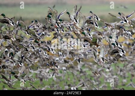 Wilde Enten, vor allem Stockenten, vermischt mit einigen wigeons und pintails, dichten Schwarm Wildenten Abheben von Marchland, dynamische schoß, verwischt, Wil Stockfoto