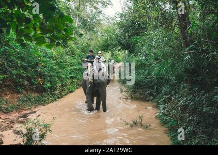 Touristische Gruppe Fahrten durch den Dschungel auf dem Rücken von Elefanten. Laos. Luang Prabang. - 15. Januar 2019 Stockfoto