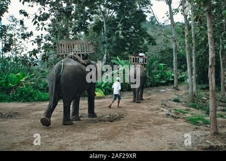 Touristische Gruppe Fahrten durch den Dschungel auf dem Rücken von Elefanten. Laos. Luang Prabang Stockfoto